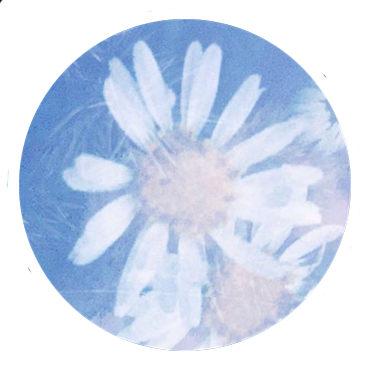 Fleur Sans Cesse Logo